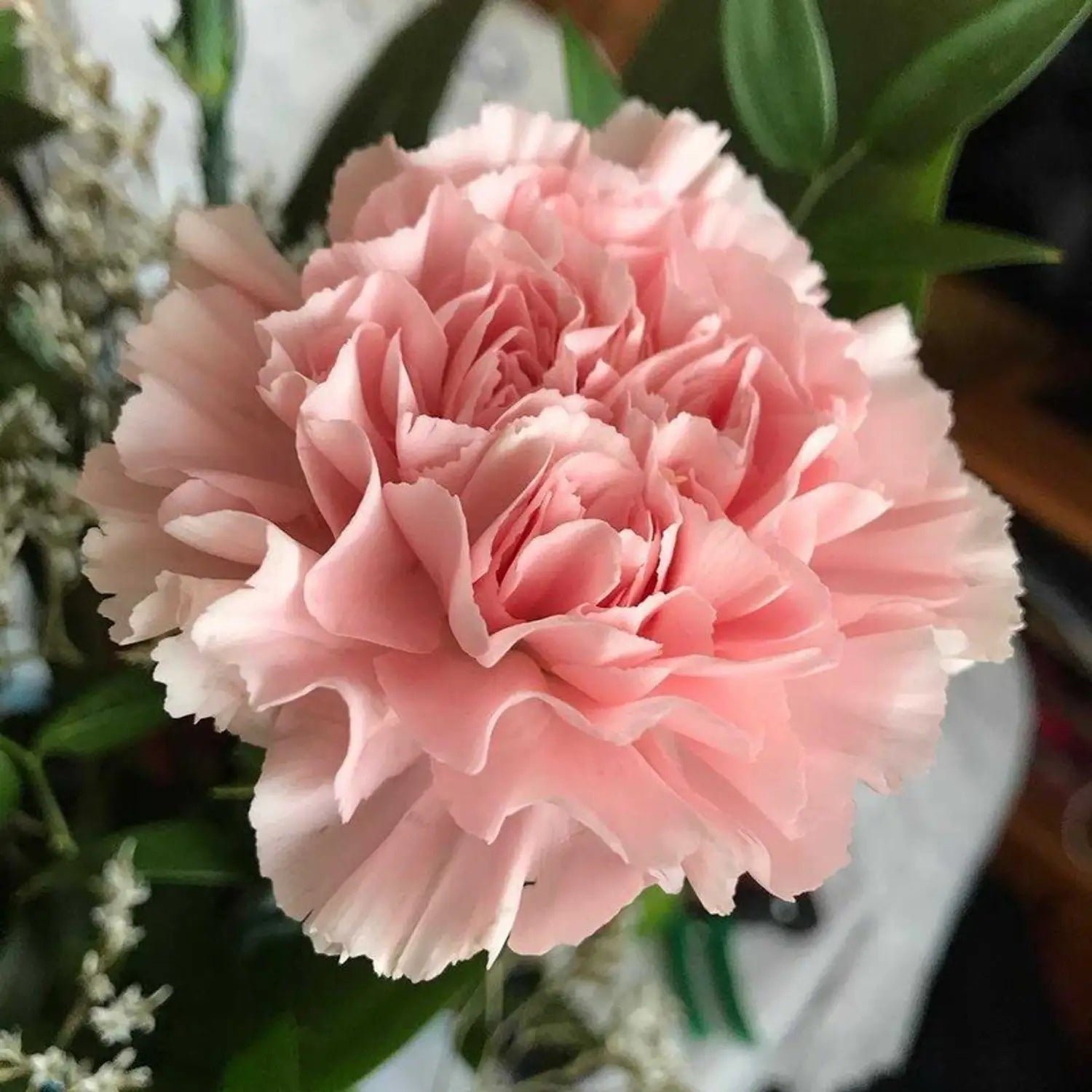 Rosa Nelke Blumensamen zur Aussaat – Samen Kollektion