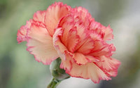 zart Rosa Nelke Blumensamen Halbschatten verträglich Traditionssorte & ohne Gentechnik Samen Hausgarten