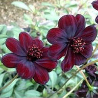 Dichondra Cosmos Blumensamen zur Aussaat – robust Sorte – Traditionssorte & ohne Gentechnik Samen Hausgarten