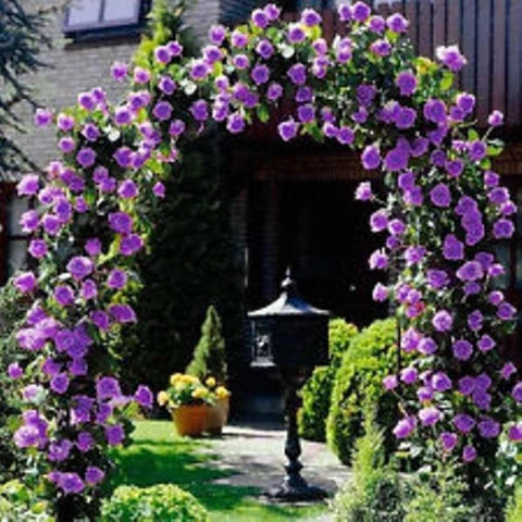 Lila kletternd Rose Blumensamen zur Aussaat – lang Blüte Saison – Traditionssorte & ohne Gentechnik Samen Hausgarten