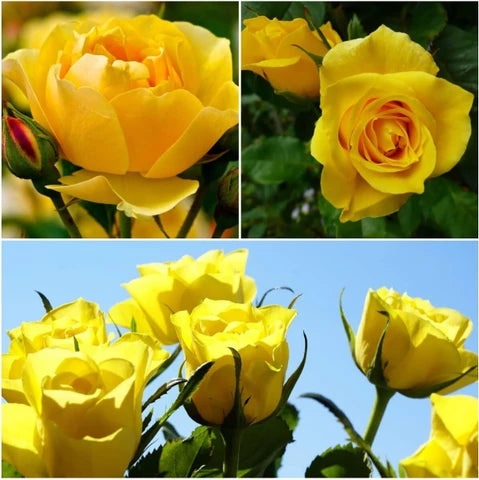 dunkel Gelb Rose Blumensamen zur Aussaat – ohne Gentechnik Traditionssorte Garten Samen ideal Rabatten