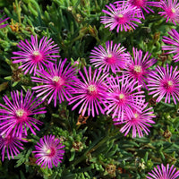 Delosperma Blumensamen zur Aussaat – Halbschatten verträglich – Traditionssorte & ohne Gentechnik Samen Hausgarten