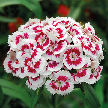 Nelke Rot Weiß Blumensamen zur Aussaat – Landhaus Garten wichtig – Traditionssorte & ohne Gentechnik Samen Hausgarten