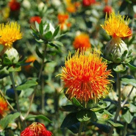 Carthamus Blumensamen zur Aussaat – kompakt Wuchs – Traditionssorte & ohne Gentechnik Samen Hausgarten