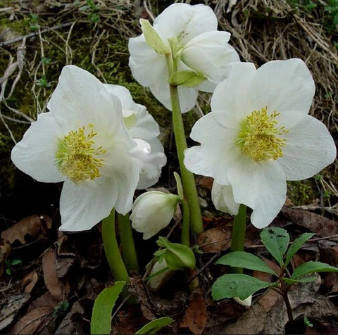 Weiß Immergrün Rosea Blumensamen zur Aussaat – robust Sorte – Traditionssorte & ohne Gentechnik Samen Hausgarten
