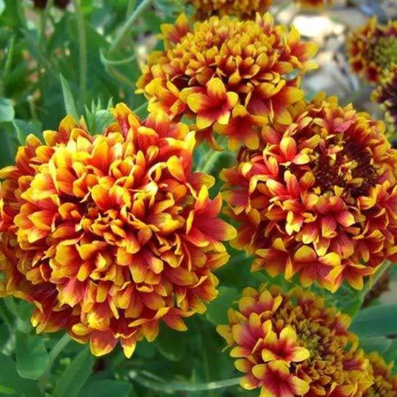 Semi di fiori di Gaillardia Lorenziana misti da seminare