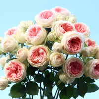 Rose Germany Rose Blumensamen zur Aussaat ideal Rabatten Traditionssorte & ohne Gentechnik Samen Hausgarten
