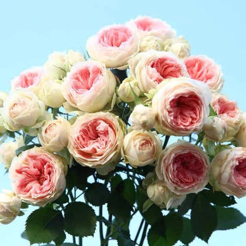 Rose Germany Rose Blumensamen zur Aussaat ideal Rabatten Traditionssorte & ohne Gentechnik Samen Hausgarten