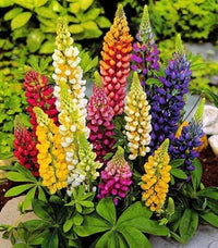 Gemischt Lupine Blumensamen zur Aussaat Landhaus Garten wichtig Traditionssorte & ohne Gentechnik Samen Hausgarten