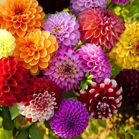 Gelb Pompon Dahlie Blumensamen zur Aussaat – Traditionssorte – ohne Gentechnik – Garten beliebt Samen