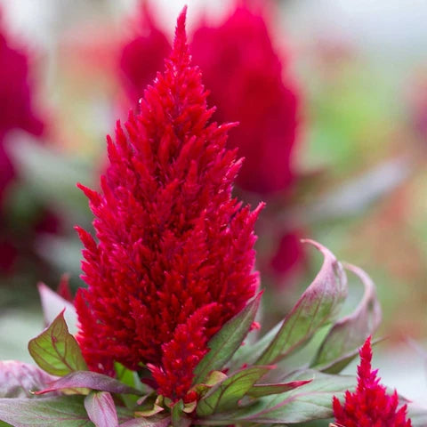 Plumed Blumensamen leuchtend Garten Aussaat