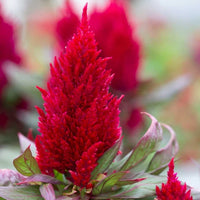Plumed Blumensamen leuchtend Garten Aussaat