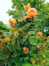 Dark (dark orange) samen for anpflanzung in home garten
