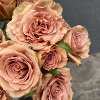 Braun Rose Blumensamen Blumensamen zur Aussaat kompakt Wuchs Traditionssorte & ohne Gentechnik Samen Hausgarten