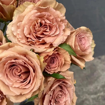 Braun Rose Blumensamen Blumensamen zur Aussaat kompakt Wuchs Traditionssorte & ohne Gentechnik Samen Hausgarten