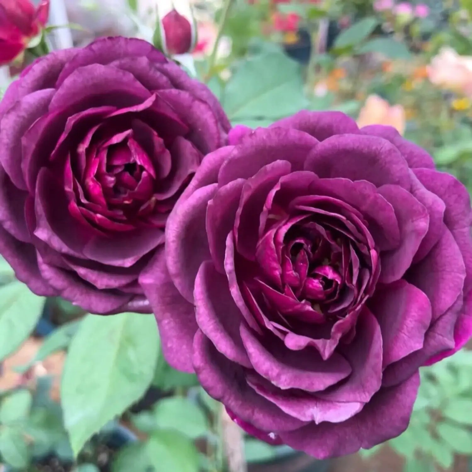 Lila Dragon Rose Blumensamen zur Aussaat – hochwertige Qualitäts- – Traditionssorte & ohne Gentechnik Samen Hausgarten