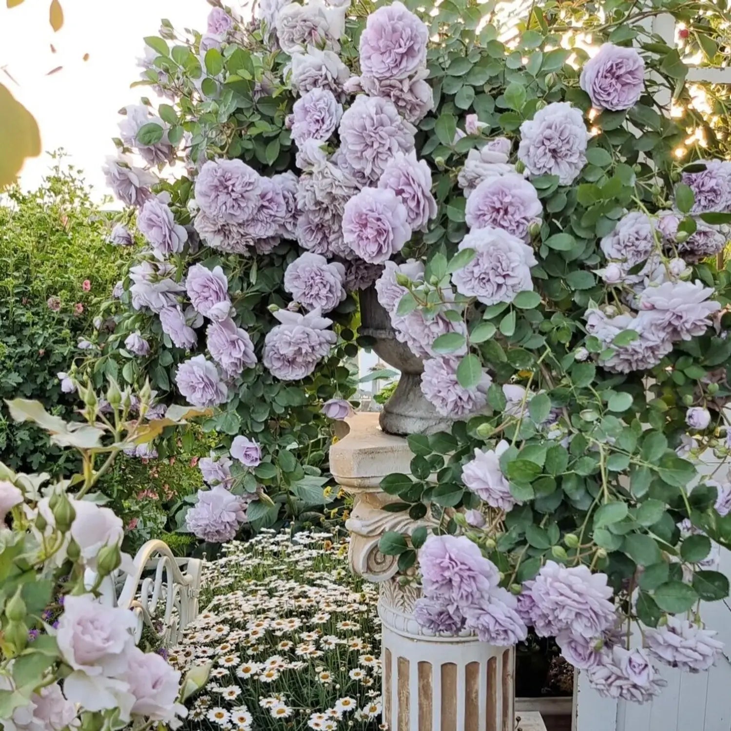 Rainy Blau Rose Blumensamen zur Aussaat – Garten beliebt – Traditionssorte & ohne Gentechnik Samen Hausgarten