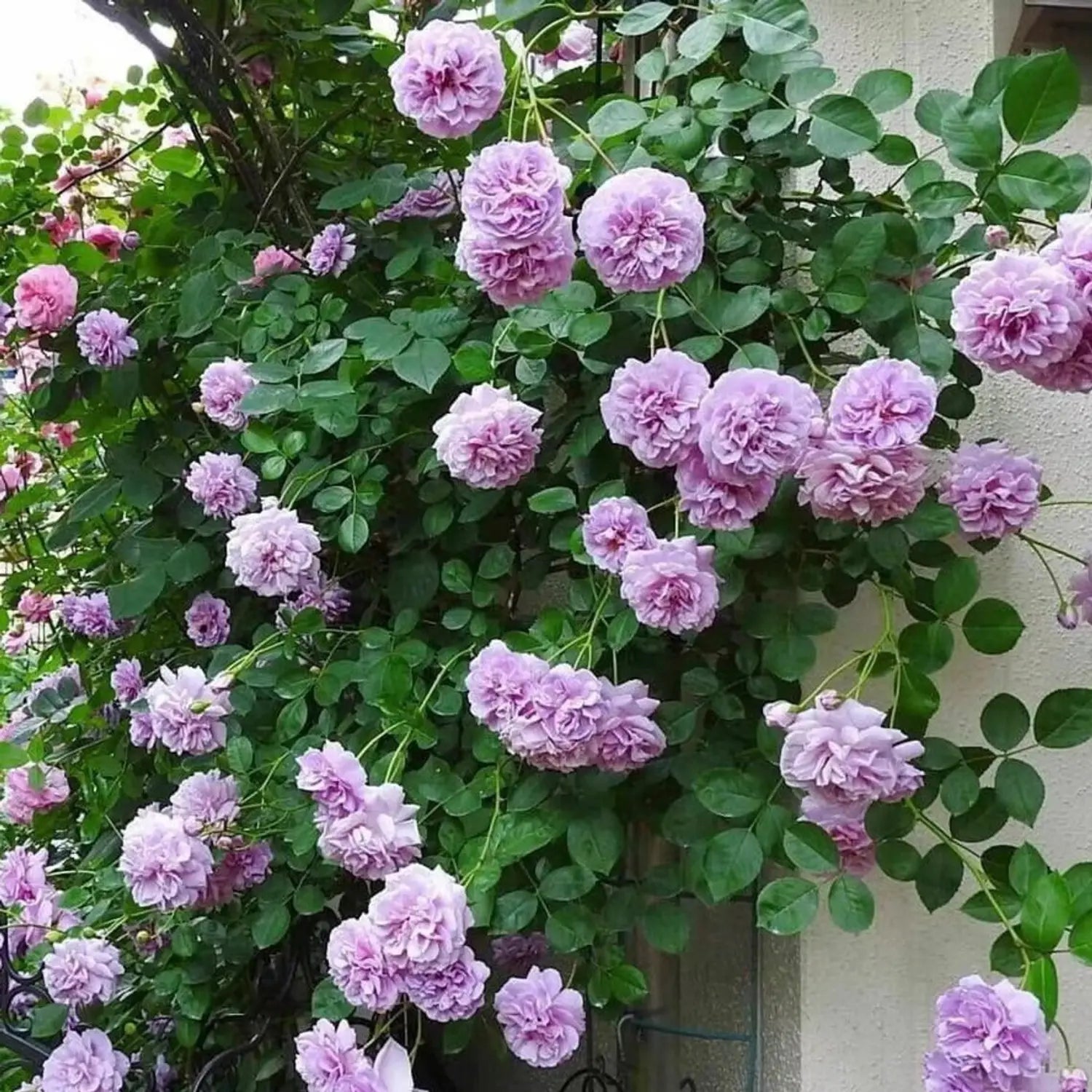 kletternd Rose Blumensamen zur Aussaat sonnenliebend Traditionssorte & ohne Gentechnik Samen Haus Gardan