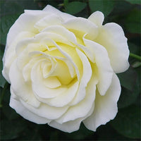 Weiß Gelb Rose Blumensamen zur Aussaat – pflegeleicht – Traditionssorte & ohne Gentechnik Samen Hausgarten