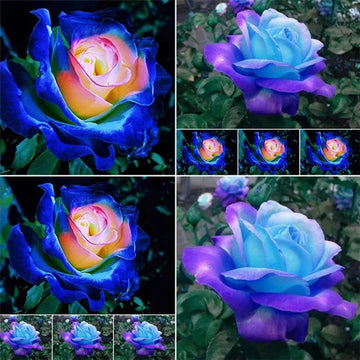 Blau MultiColor Rose Blumensamen zur Aussaat Schnitt Blume beliebt Traditionssorte & ohne Gentechnik Samen Hausgarten