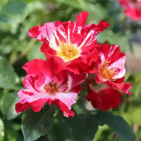 Rot kletternd Rose Blumensamen zur Aussaat leuchtend Traditionssorte & ohne Gentechnik Samen Hausgarten