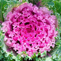 Pink Nagoya Kale Samen zum Pflanzen - Vibrant Gemüse Variety
