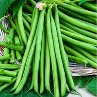 Green Sieve Bean Samen für einfache Aussaat