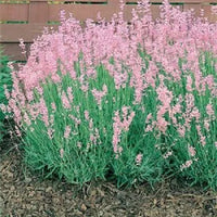Rosa Lavendel Blumensamen zur Aussaat Drought verträglich Traditionssorte & ohne Gentechnik Samen Hausgarten