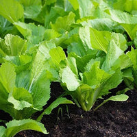 chinese mustard brassica juncea samen für pflanzung in vegetable patch and Kräuterpflanze garden