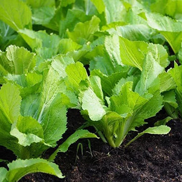 chinese mustard brassica juncea samen für pflanzung in vegetable patch and Kräuterpflanze garden