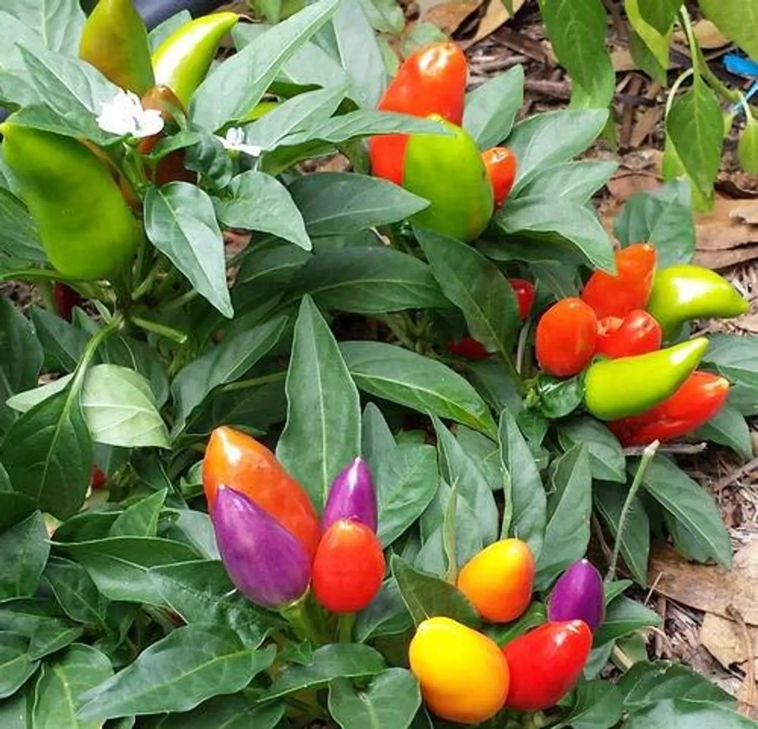 Thai Sun Hot Pepper Capsicum annuum Samen