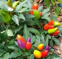 Thai Sun Hot Pepper Capsicum annuum Samen