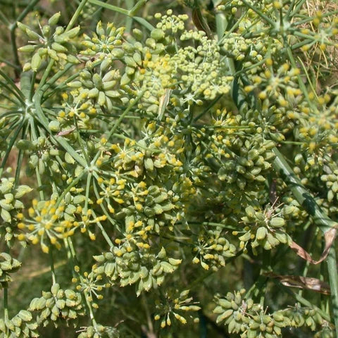 Fennel Blumensamen zur Aussaat – Bestäuber freundlich – Traditionssorte & ohne Gentechnik Samen Hausgarten