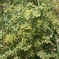 Fennel Blumensamen zur Aussaat – Bestäuber freundlich – Traditionssorte & ohne Gentechnik Samen Hausgarten