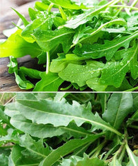 Rocket Arugula Gemüsesamen zur Aussaat – leuchtend Blüten – Traditionssorte & ohne Gentechnik Samen Hausgarten