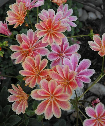 Gemischt Lewisia Blume Samen zur Aussaat – leuchtend mehrjährige Blüten für wunderschöne Gärten