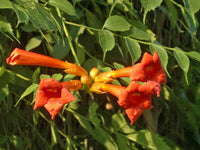Trompetan Blumensamen einfache Aussaat