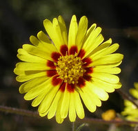 Gelb Madia Blumensamen zur Aussaat – Halbschatten verträglich – Traditionssorte & ohne Gentechnik Samen Hausgarten