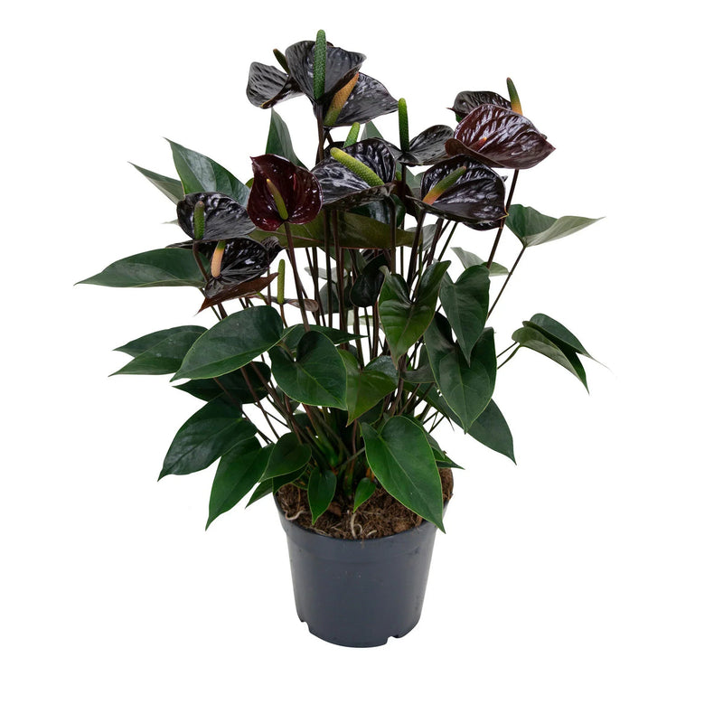 Schwarz (schwarz anthurium) samen for anpflanzung in home garten
