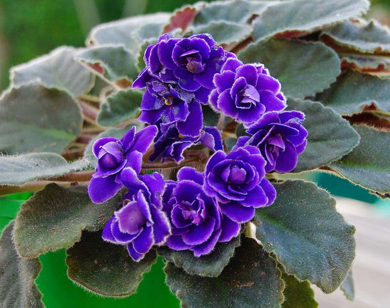 Saintpaulia Ionantha Blumensamen zur Aussaat duftend Blüten Traditionssorte & ohne Gentechnik Samen Hausgarten