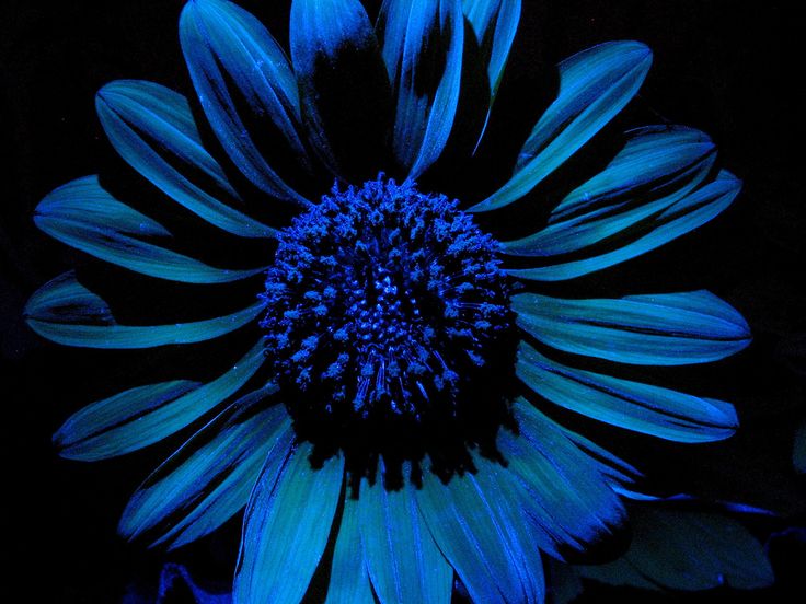 Violett Sonnenblume Blumensamen zur Aussaat – Bestäuber freundlich – Traditionssorte & ohne Gentechnik Samen Hausgarten