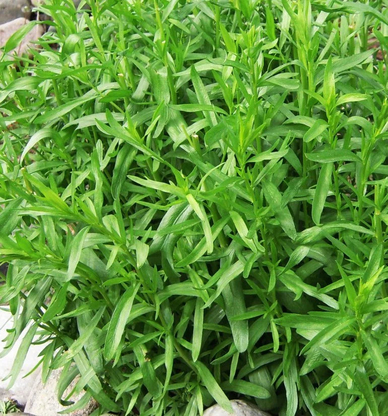 Tarragon Blumensamen zur Aussaat – Landhaus Garten wichtig – Traditionssorte & ohne Gentechnik Samen Hausgarten