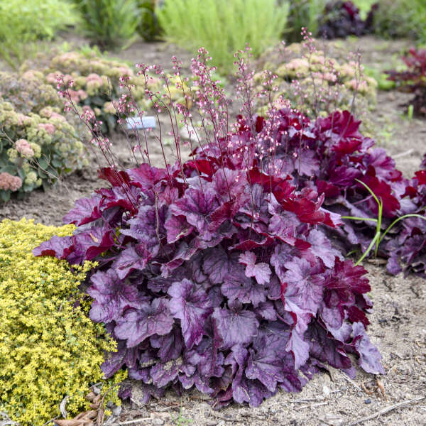 Rosa Heuchera Samen zur Aussaat – Garten Perennials