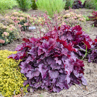 Rosa Heuchera Samen zur Aussaat – Garten Perennials
