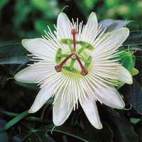 Weiß passiflora blume samen for anpflanzung - hardy variety, heirloom & gmo free samen for home garten
 
 sale for anpflanzung in home garten.