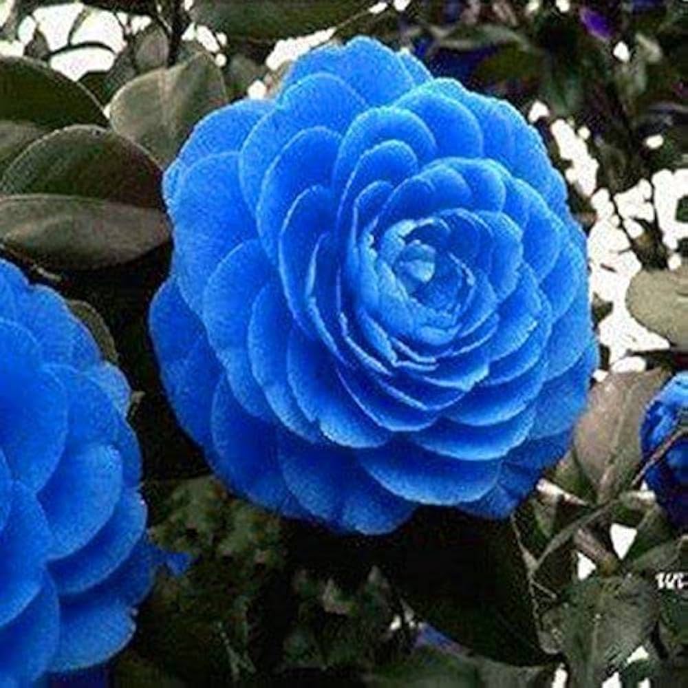 Blau Kamelie Blumensamen zur Aussaat saisonal Dauerblüher Traditionssorte & ohne Gentechnik Samen Hausgarten