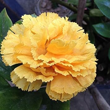Gelb dianthus blume samen for anpflanzung - wildflower mix, heirloom & gmo free samen for home garten
 
 sale samen for anpflanzung in home garten