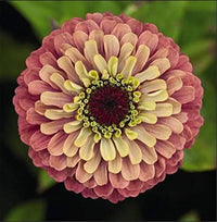 Pastel Mischung Zinnie Blumensamen zur Aussaat lang Blüte Saison Traditionssorte & ohne Gentechnik Samen Hausgarten