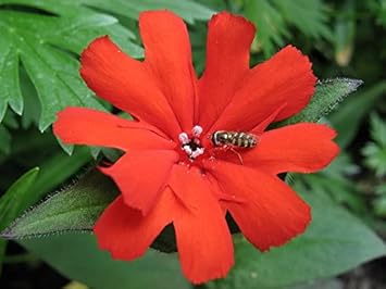 Rot orange lychnis arkwrightii blume samen for anpflanzung - shade tolerant, heirloom & gmo free samen for home garten
 
 sale for anpflanzung in home garten.