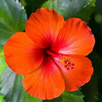 Hibiscus blume samen in orange blume samen for anpflanzung - low maintenance, heirloom & gmo free samen for home garten
 
 sale for anpflanzung in home garten.